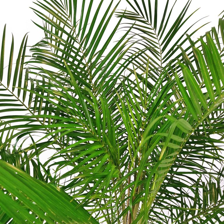 Daktylowiec niski (Phoenix roebelenii) 140cm