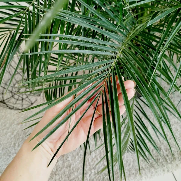 Daktylowiec niski (Phoenix roebelenii) 110cm