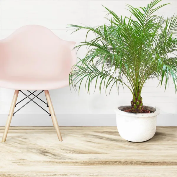 Daktylowiec niski (Phoenix roebelenii) 110cm