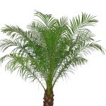 Daktylowiec niski (Phoenix roebelenii) 140cm