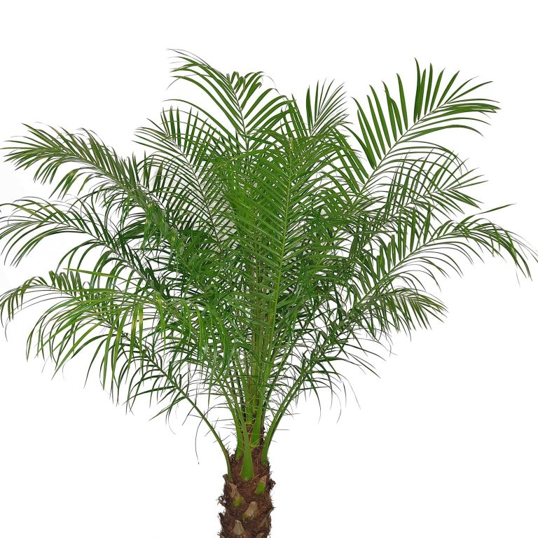 Daktylowiec niski (Phoenix roebelenii) 140cm