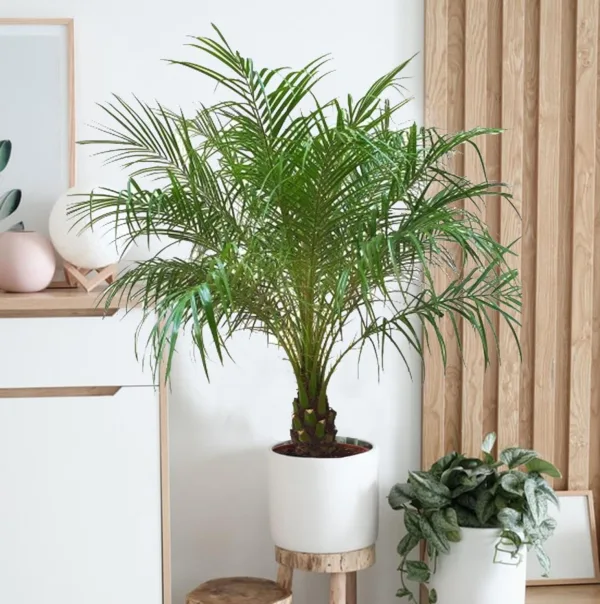 Daktylowiec niski (Phoenix roebelenii) 110cm