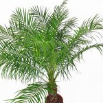 Daktylowiec niski (Phoenix roebelenii) 140cm