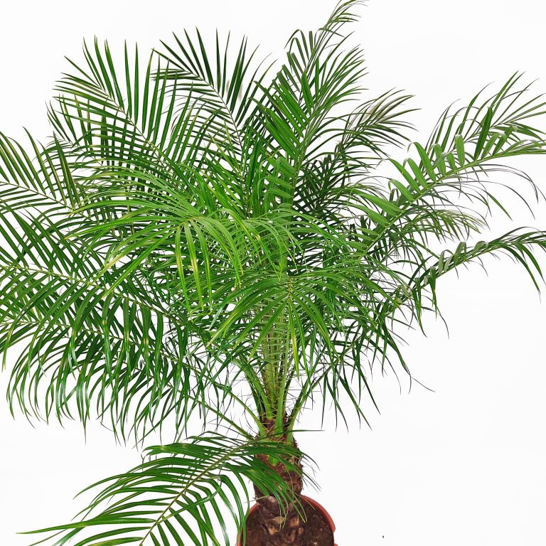 Daktylowiec niski (Phoenix roebelenii) 140cm