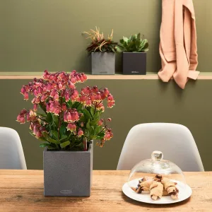 Doniczka plastikowa Lechuza Canto Stone Mini Czarny