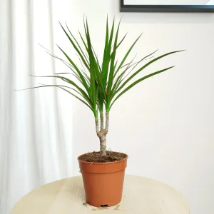 Dracena obrzeżona (Dracaena marginata) 40cm