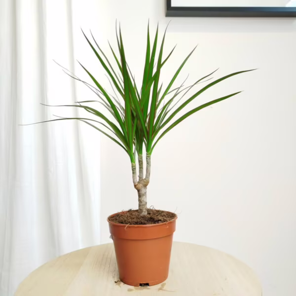 Dracena obrzeżona (Dracaena marginata) 35-40cm