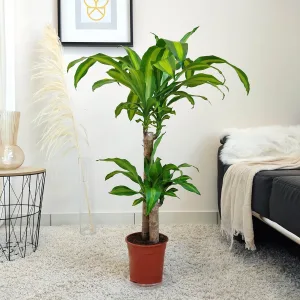 Dracena wonna (Dracaena fragrans 'Massangeana') 100cm