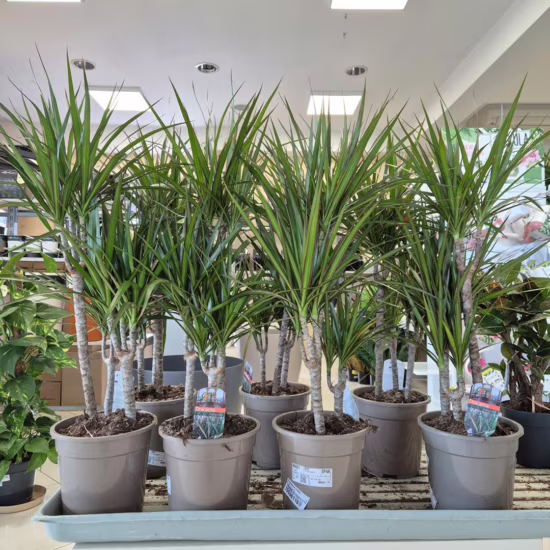 Dracena marginata roślina doniczkowa