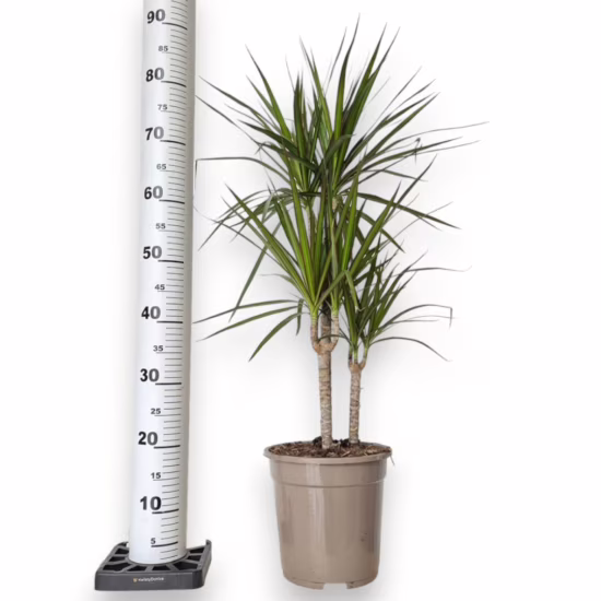 Dracena marginata roślina doniczkowa