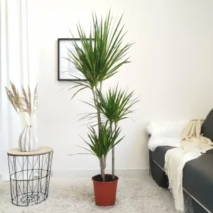 Dracena obrzeżona (Dracaena marginata) 165cm