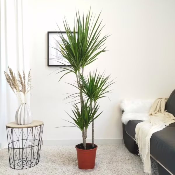 Dracena obrzeżona (Dracaena marginata) 160-170cm