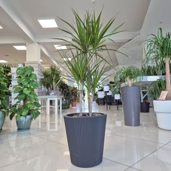 Dracena marginata roślina doniczkowa