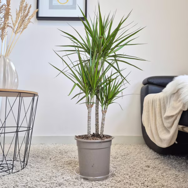 Dracena obrzeżona (Dracaena marginata) 90-100cm