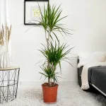 Dracena obrzeżona (Dracaena marginata) 120cm