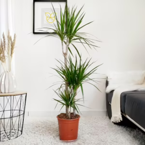 Dracena obrzeżona (Dracaena marginata) 115-125cm