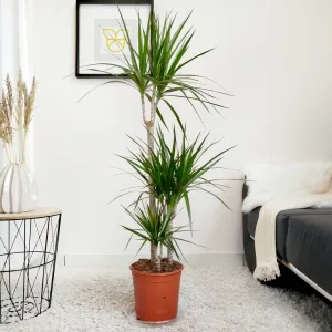 Dracena obrzeżona (Dracaena marginata) 120cm