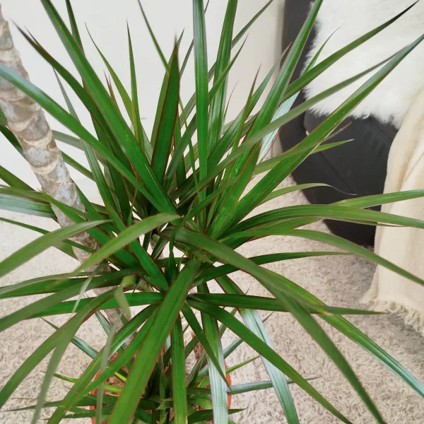 Dracena obrzeżona (Dracaena marginata) 120cm
