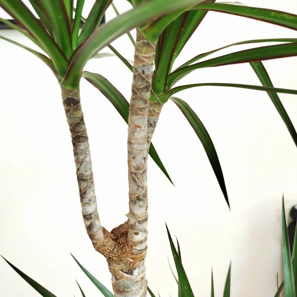 Dracena obrzeżona (Dracaena marginata) 120cm