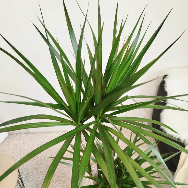 Dracena obrzeżona (Dracaena marginata) 120cm