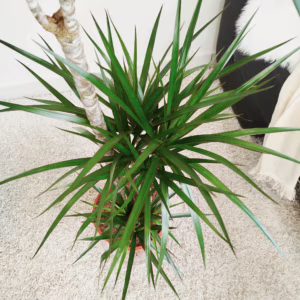 Dracena obrzeżona (Dracaena marginata) 115-125cm