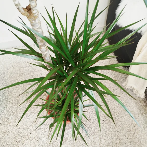 Dracena obrzeżona (Dracaena marginata) 120cm
