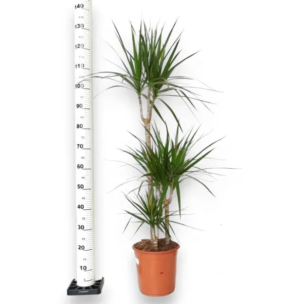 Dracena obrzeżona (Dracaena marginata) 120cm