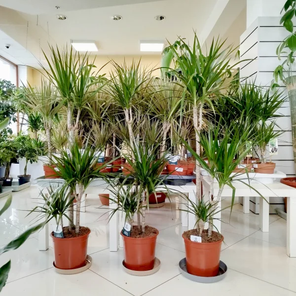Dracena obrzeżona (Dracaena marginata) 120cm