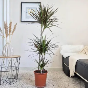 Dracena obrzeżona (Dracaena marginata 'Magenta') 130cm
