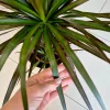 Dracena obrzeżona (Dracaena marginata 'Magenta' 130cm