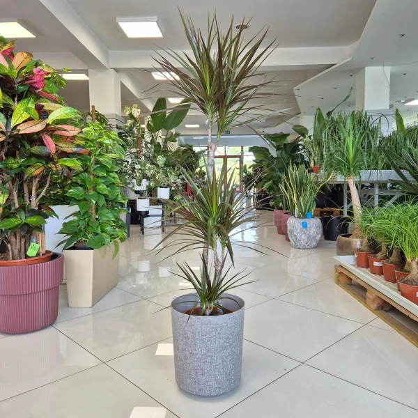 Dracena obrzeżona (Dracaena marginata 'Magenta') 120cm