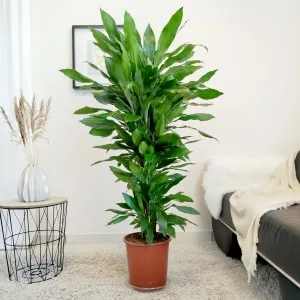 Dracena wonna (Dracaena fragrans 'Janet Lind') 150cm