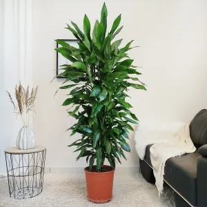 Dracena wonna (Dracaena fragrans 'Janet Lind') 180cm