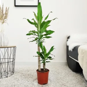 Dracena wonna (Dracaena fragrans 'Steudneri') 90cm