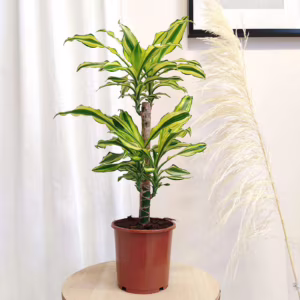 Dracena wonna (Dracaena fragrans 'Yellow Coast') 65-70cm
