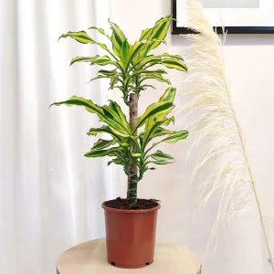 Dracena wonna (Dracaena fragrans 'Yellow Coast') 70cm