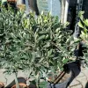 Oliwka europejska (Olea europaea) 110-120cm