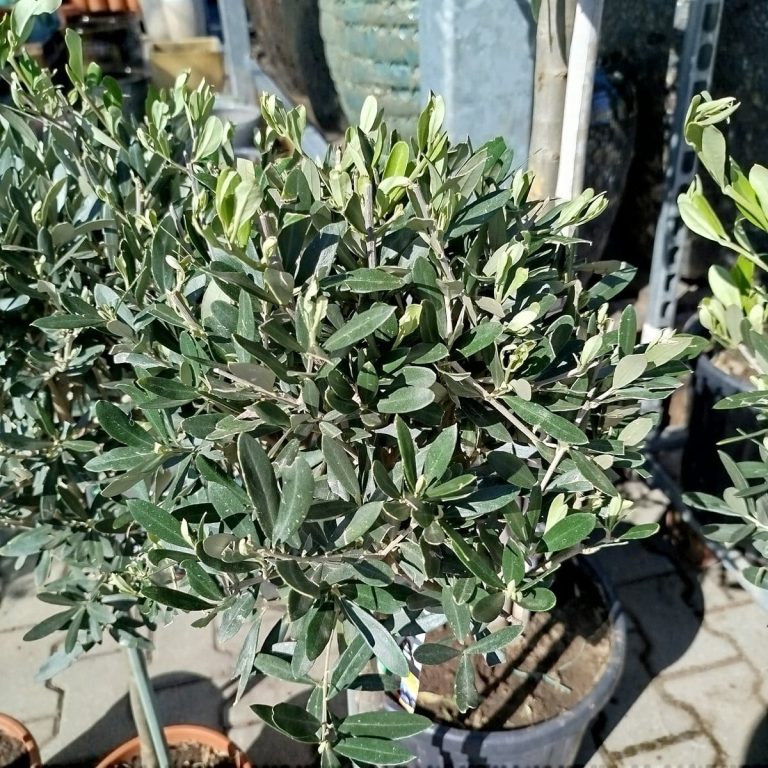Oliwka europejska (Olea europaea) 100cm