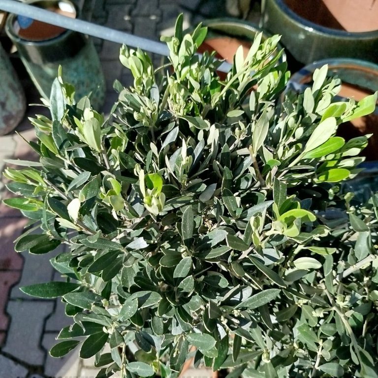 Oliwka europejska (Olea europaea) 100cm