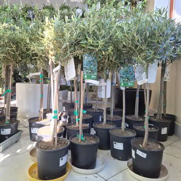 Oliwka europejska (Olea europaea) 85cm