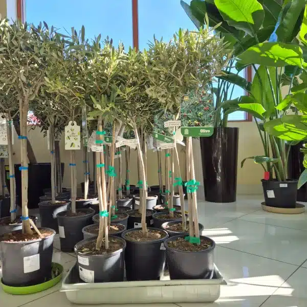 Oliwka europejska (Olea europaea) 85cm