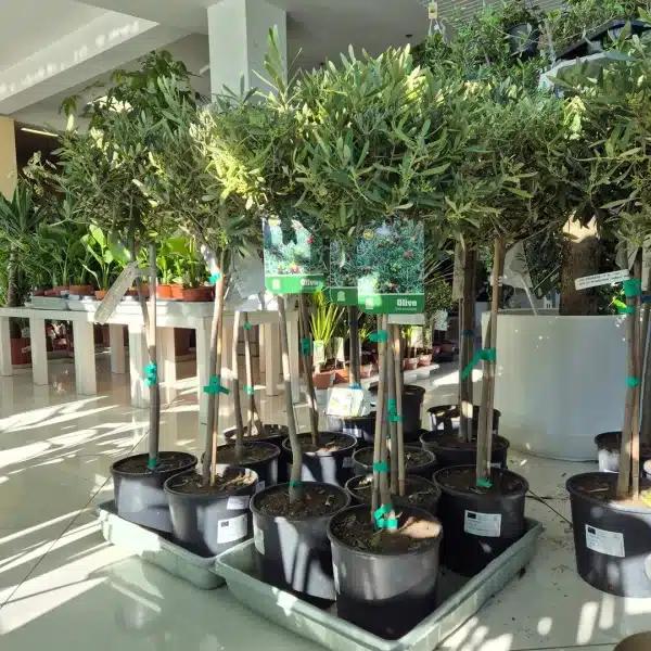 Oliwka europejska (Olea europaea) 85cm