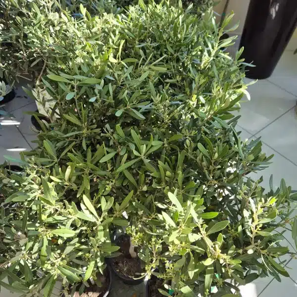 Oliwka europejska (Olea europaea) 85cm