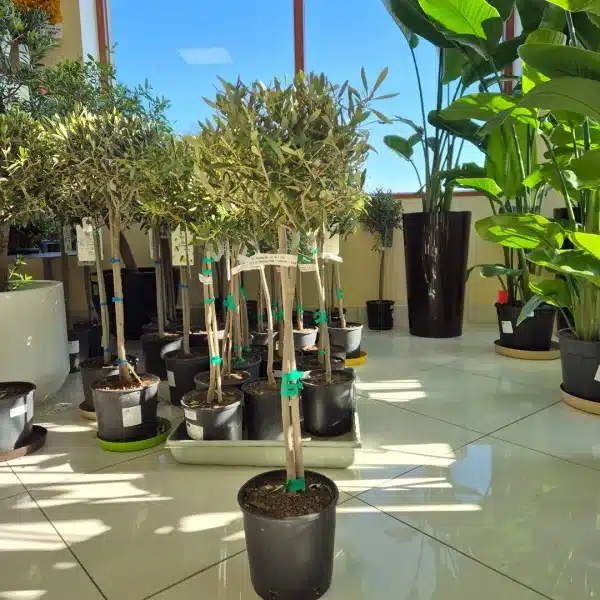 Oliwka europejska (Olea europaea) 85cm