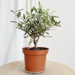 Oliwka europejska (Olea europaea) 30cm