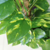 Epipremnum złociste (Epipremnum aureum) 100-110cm