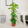 Epipremnum złociste (Epipremnum aureum) 100-110cm