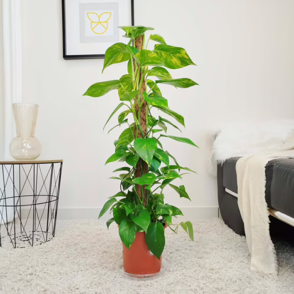 Epipremnum złociste (Epipremnum aureum) 100-110cm