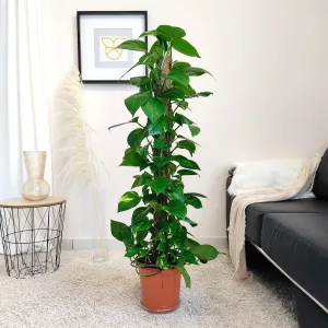 Epipremnum złociste (Epipremnum aureum)125cm