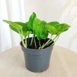 Epipremnum  pnące (Epipremnum pinnatum 'Global Green') 20cm